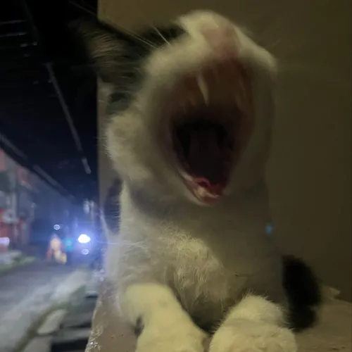 Bolt