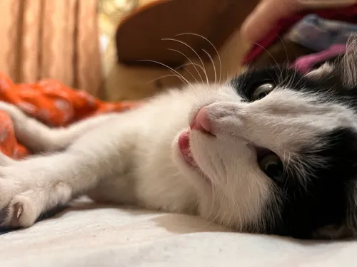 Monu
