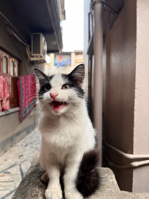 Monu